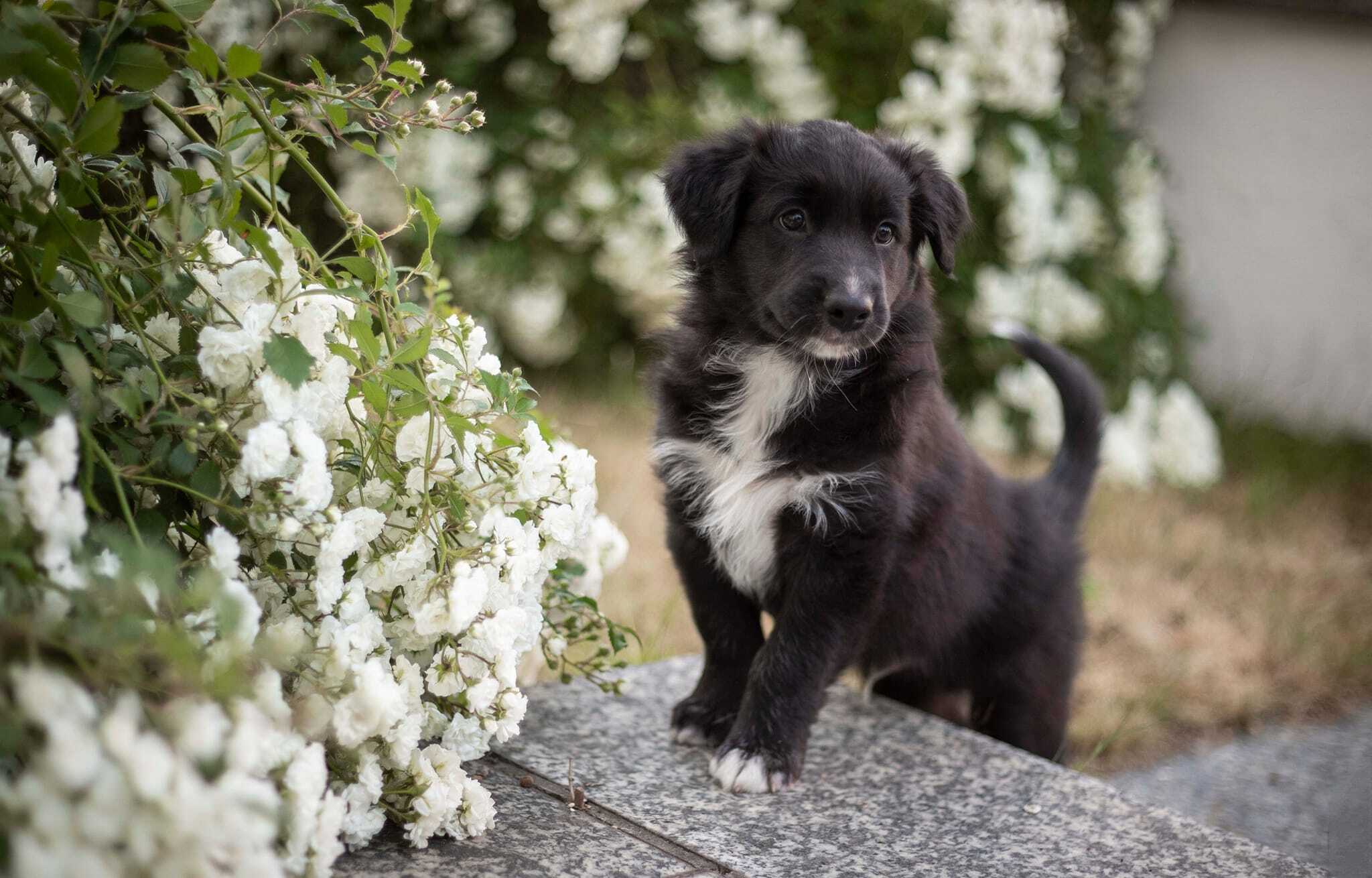 Pete , rüde, black bi, begleithund