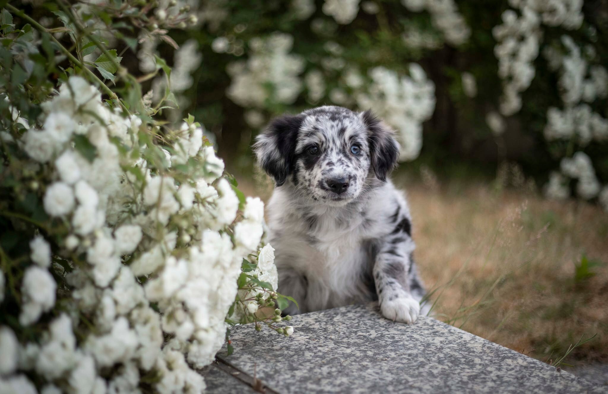 Finn, Rüde, Blue Merle Bi, Begleithund