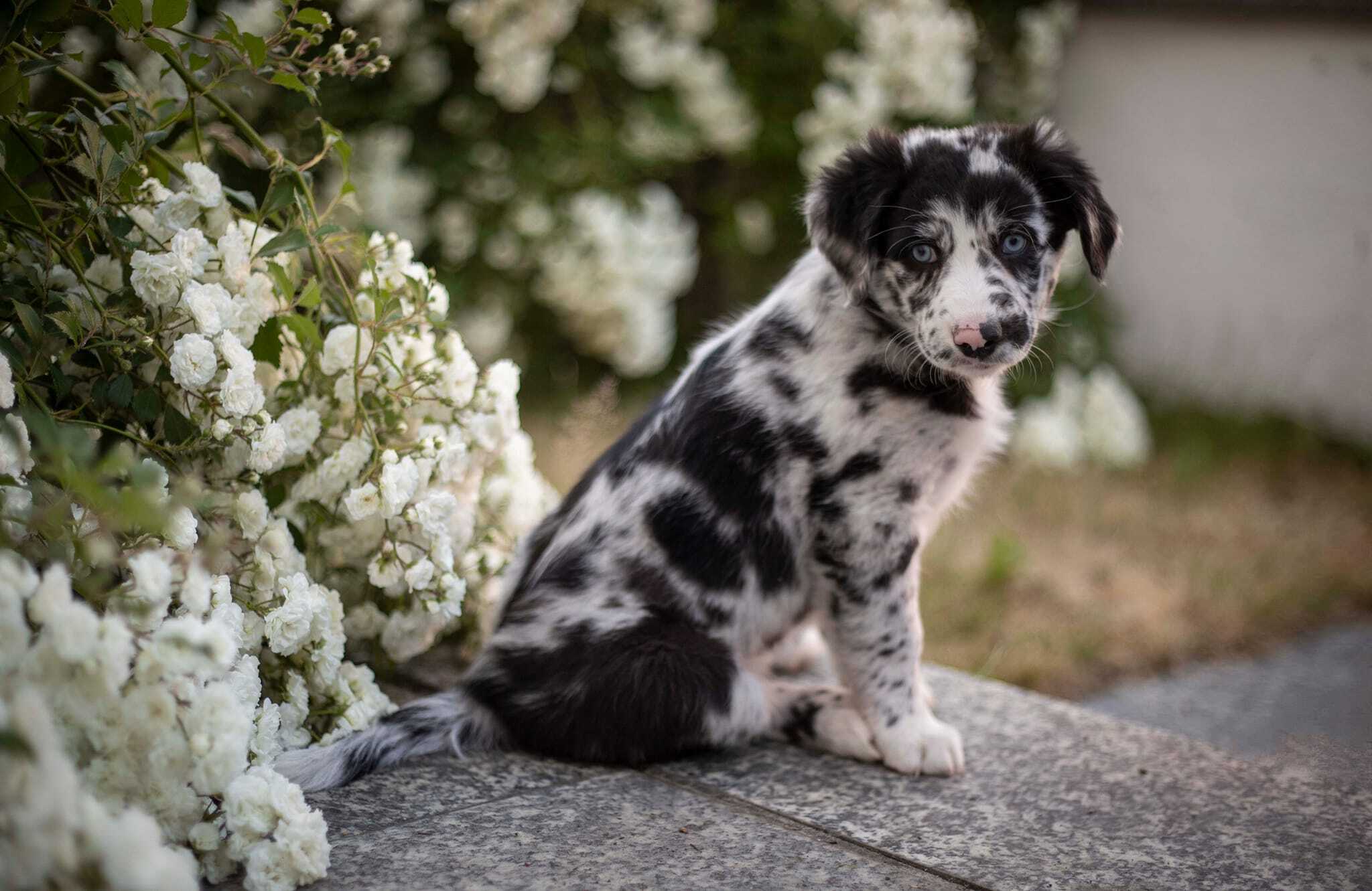 Zuri, Hündin, Blue Merle Bi, Agility